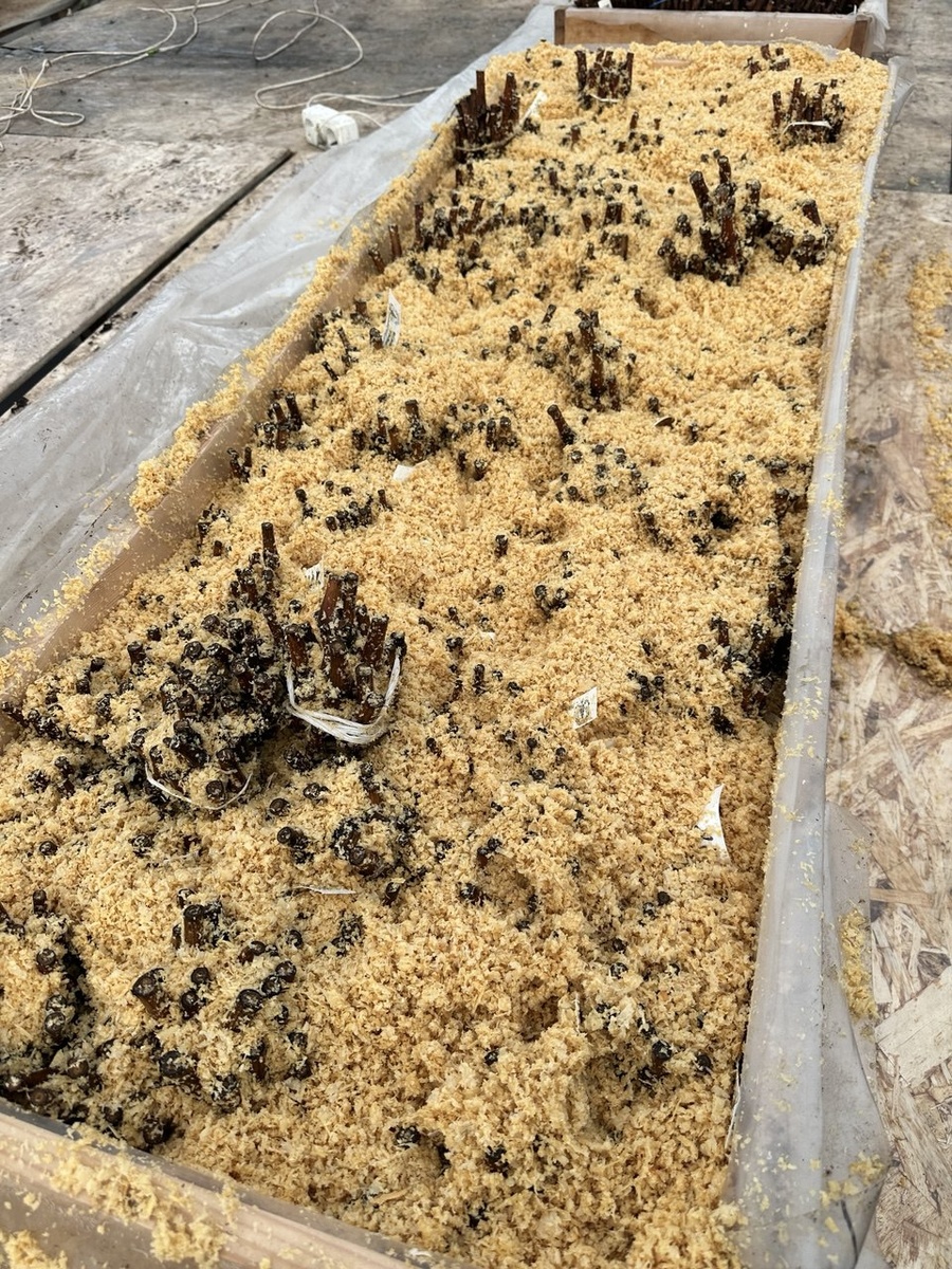 Кильчеватор установленный в неотапливаемой части теплицы. Температуры ночная в районе 0. В районе корней так же нагревальным элементом поддерживаем стабильную температуру 27 градусов.