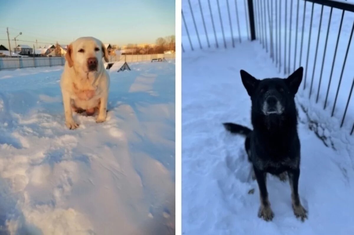    Обе собаки не могут выполнять служебные обязанности в силу возраста