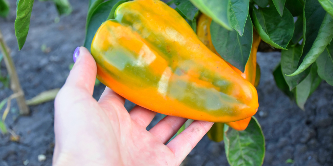 "Еще один мясистый перец, который завоевал мою любовь": обзор нового сорта. Показываю, что выросло