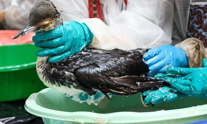    Спасаем птиц вопреки обстоятельствам