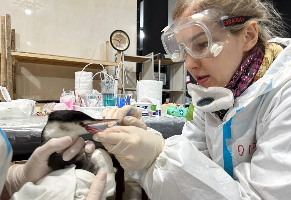    Спасаем птиц вопреки обстоятельствам