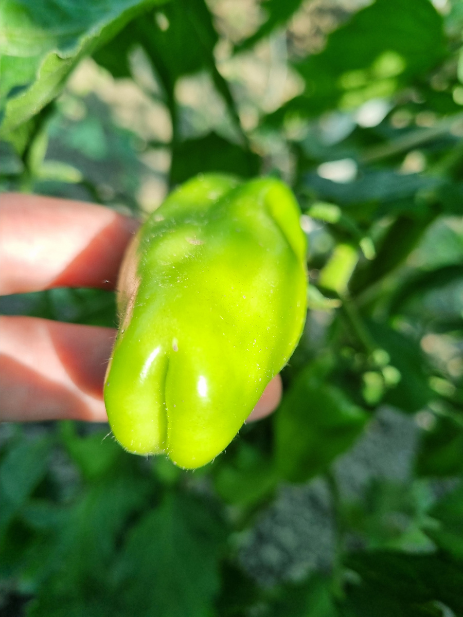 Любимое фото томата. Перцевидный он, ага))