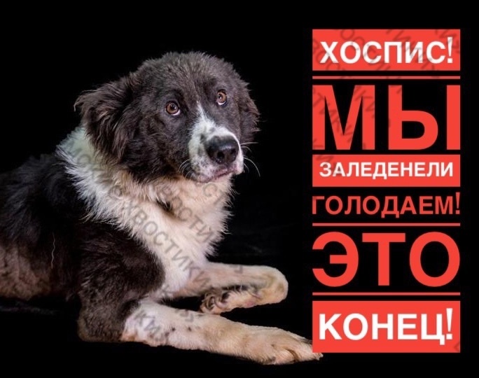 Хоспис ЗАГИБАЕТСЯ! Голод и холод! СБОРЫ ВСТАЛИ КОЛОМ!