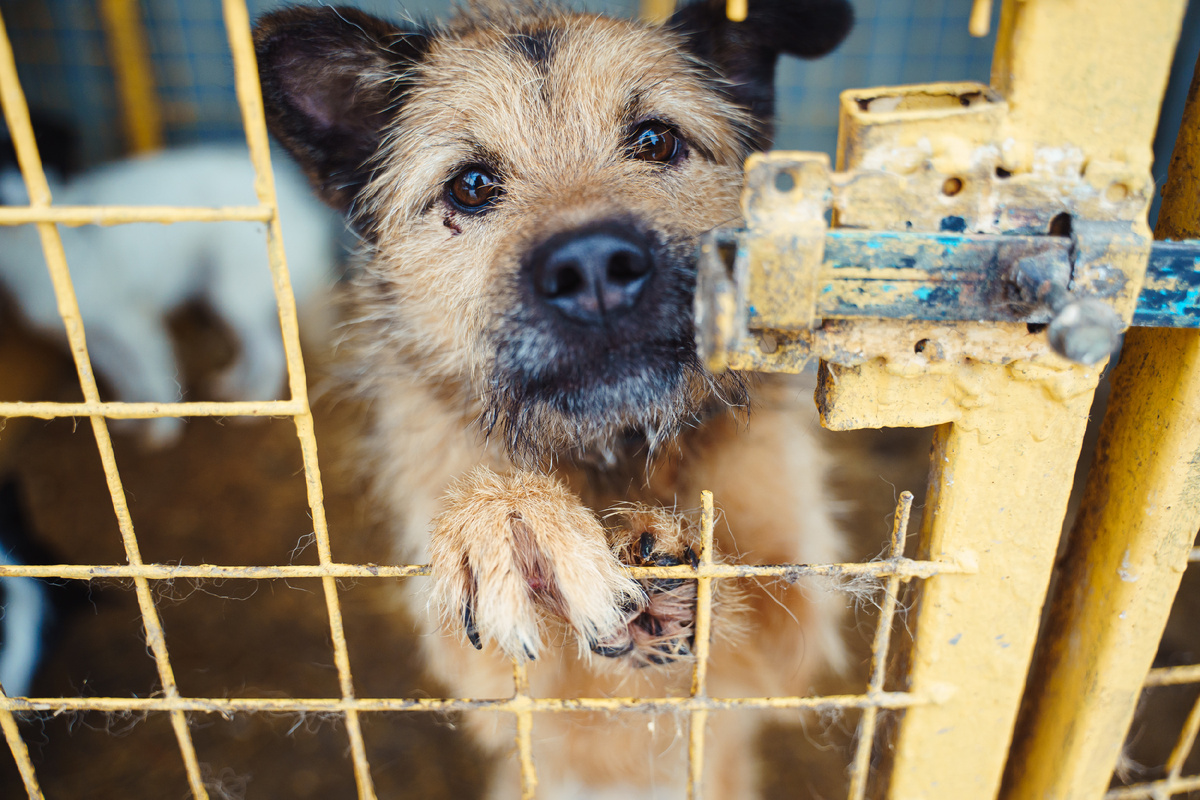 Без горячей сытной каши случится беда. Утром страшно идти в вольеры