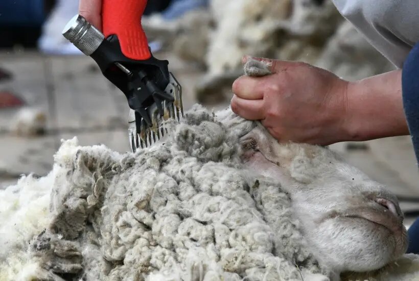     © РИА Новости. Евгений Епанчинцев