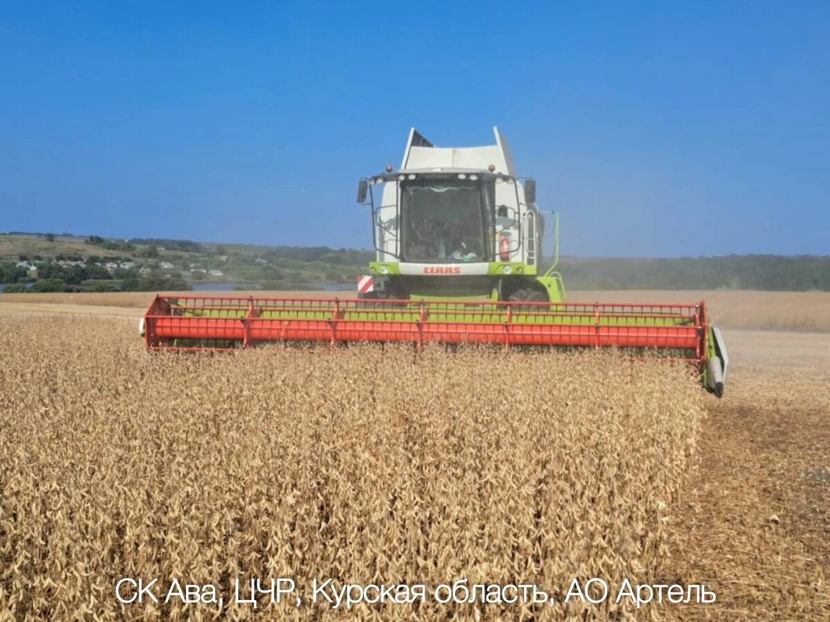 Уборка ультраскороспелого сорта селекции Компании «СОКО» СК Ава в Курской области