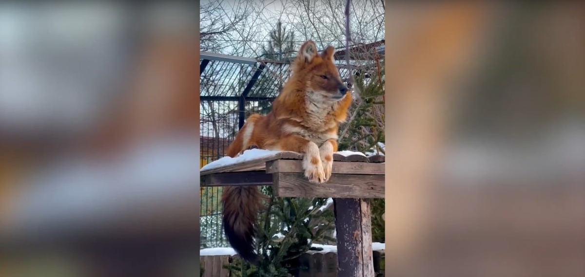     В красноярском «Роевом ручье» показали отдыхающего красного волка