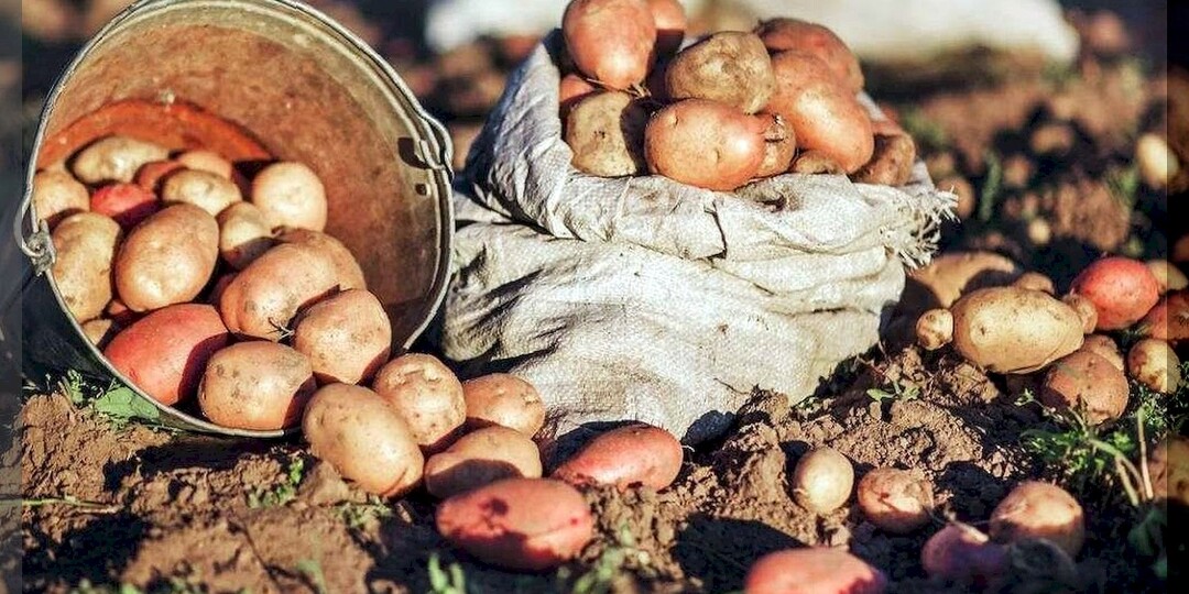 17 советов начинающему огороднику по посадке, выращиванию и уходу за картофелем: как вырастить богатый урожай картофеля и удивить соседей