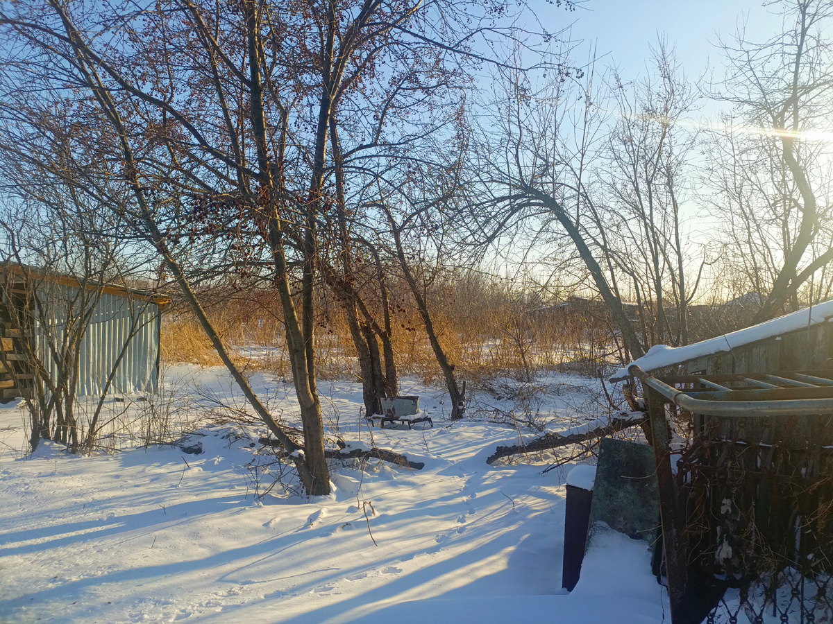 Исключительно дичка и черёмуха. И их поросль.