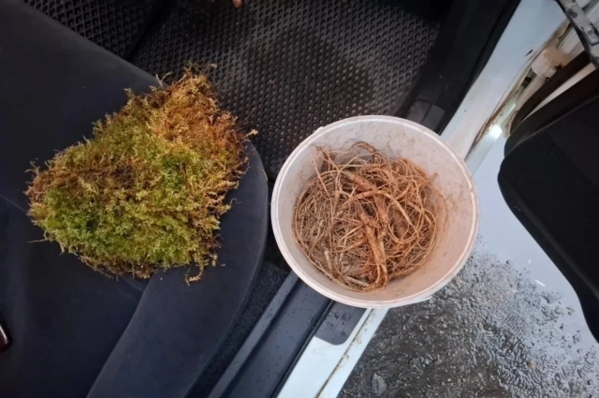    В процессе досмотра транспортного средства сотрудниками пограничной службы было выявлено и конфисковано 23 незаконно добытых корня женьшеня