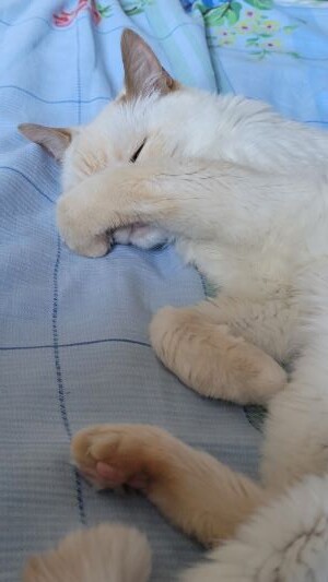 а Зёме - страдать! (((