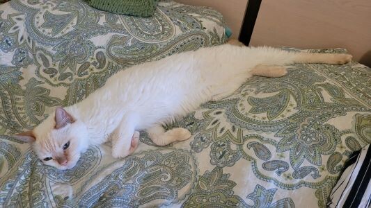 если мясо распределить по всей длине - прекрасно влезет!