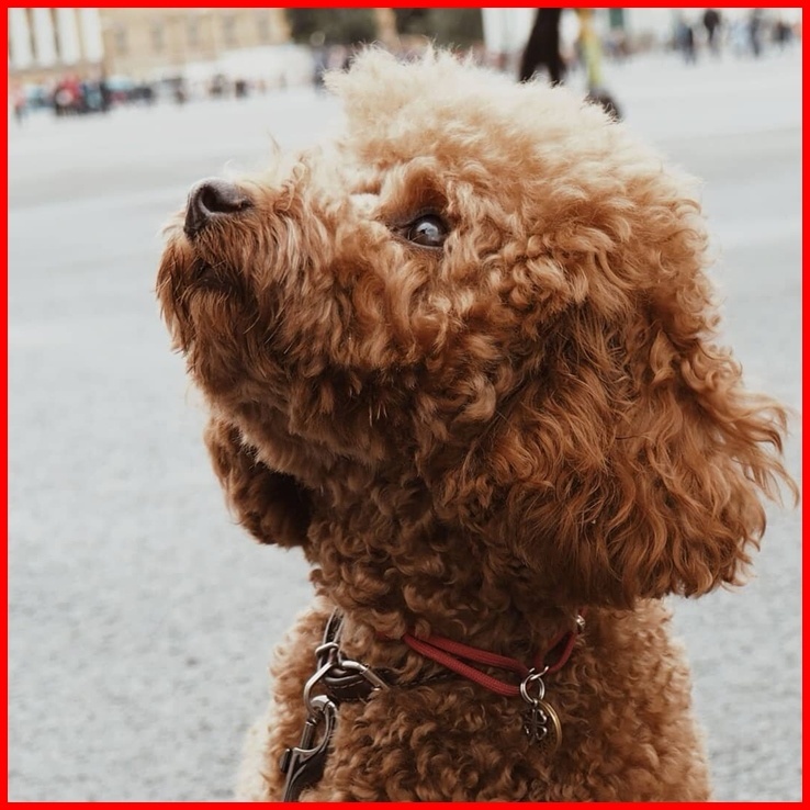 Это маленькое доброе и ласковое существо стало настоящим членом сеьим Лесковых