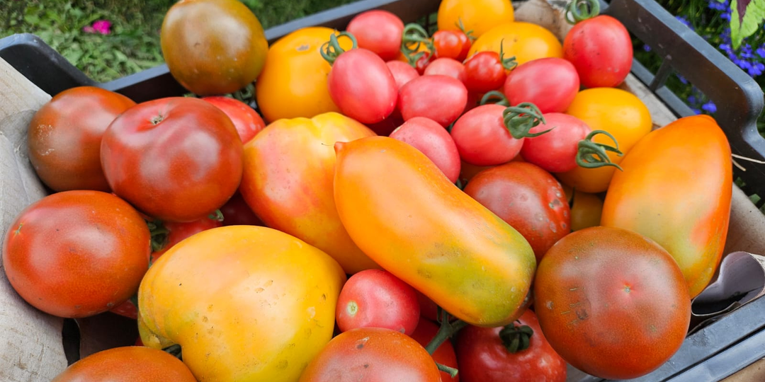 Подобрал 7 урожайных сортов томатов, которые почти не разочаровали: можно смело их сажать, зная нюансы