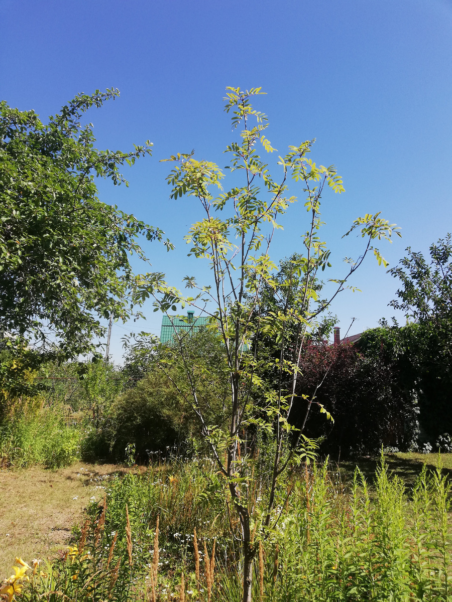 Рябина "Вефед" на даче в середине лета 2024 - третий месяц без дождя...