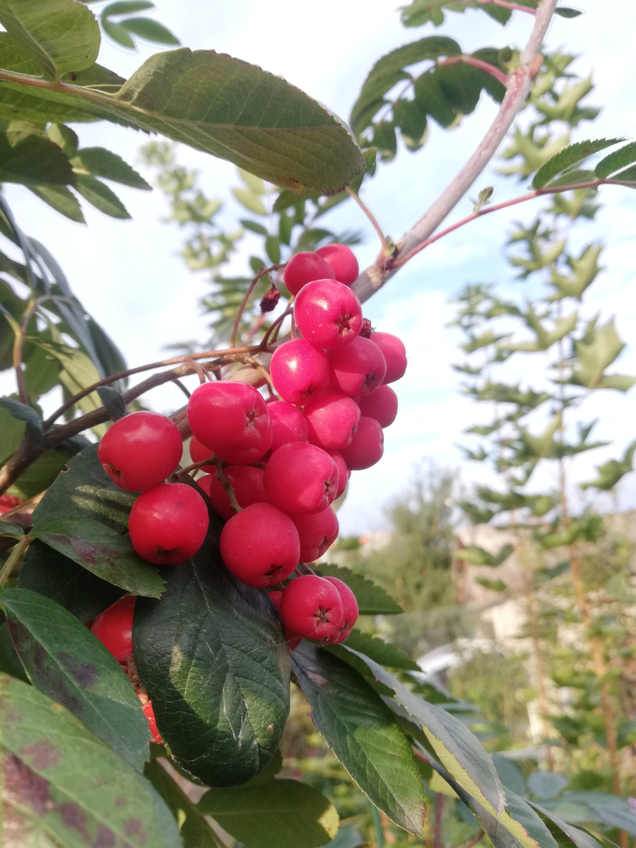 А как хороши плодовые рябины с урожаем😋. На фото - "Алая крупная"