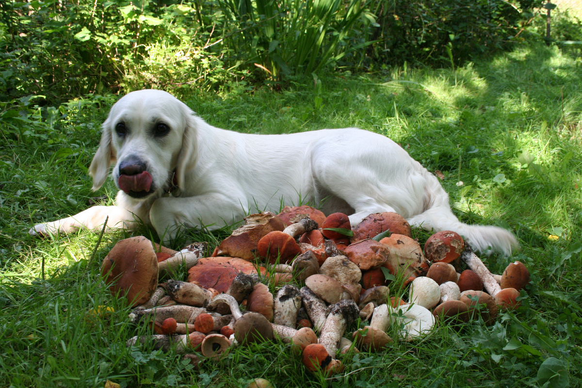 Моя первая собака Деля и урожай грибов с наших дачных походов.