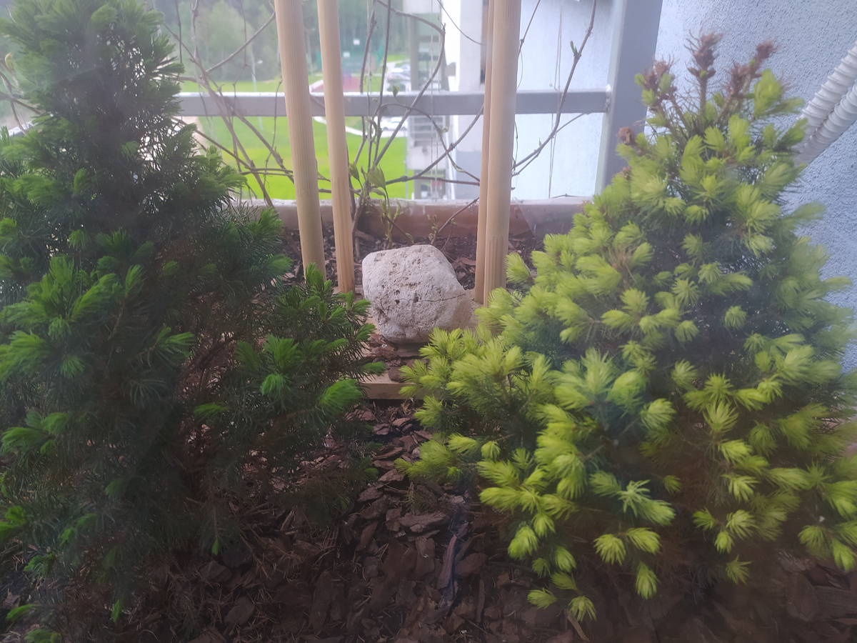 Мой микро-сад на балконе, сажала туда и елки, и клубнику, но закончила девичьим виноградом.