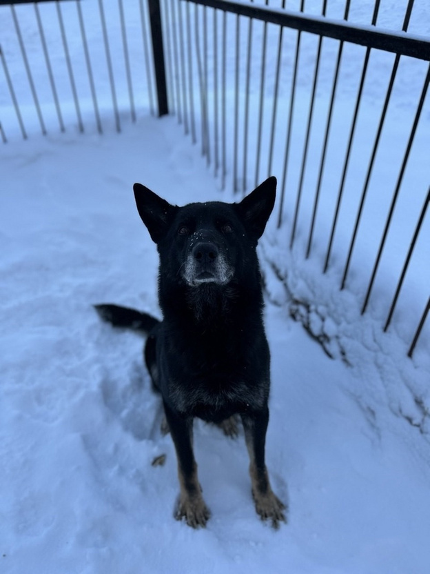    Двум собакам-пенсионерам ищут хозяев