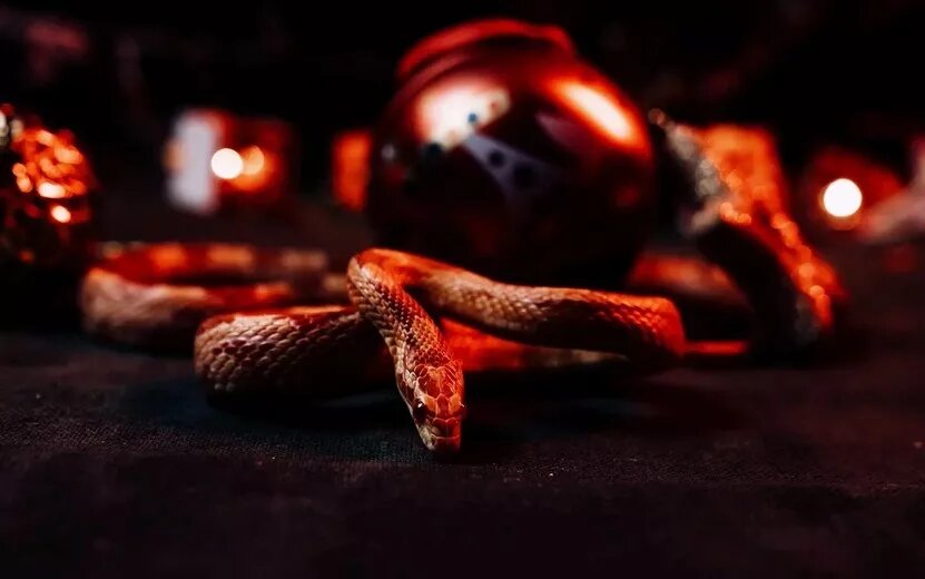    Гороскоп на 25 января 2025 года: Рыбы изменят стиль жизни, а Тельцы создадут в доме уют