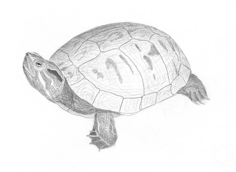 Та самая черепаха из рассказа