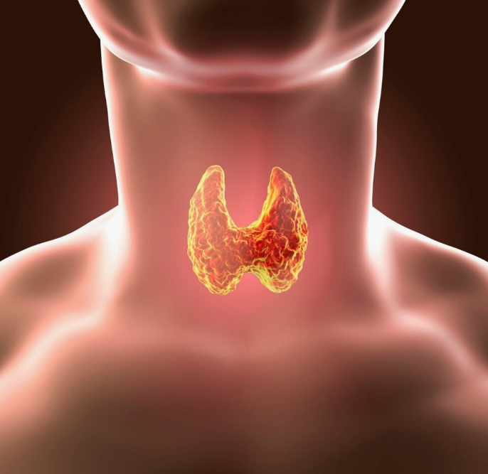 Щитовидная железа - это настоящий щит, закрывающий собой важнейшую пятую чакру