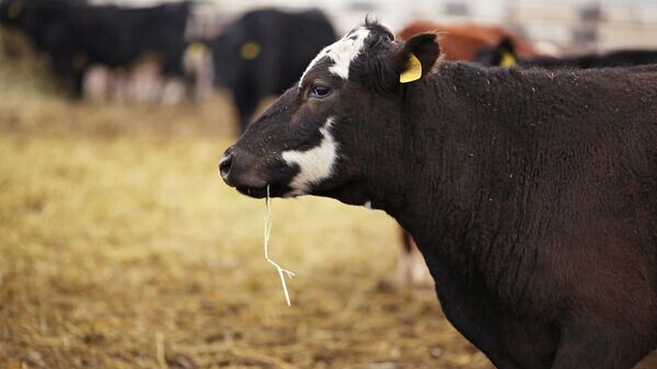    © Sputnik / Кирилл Брага