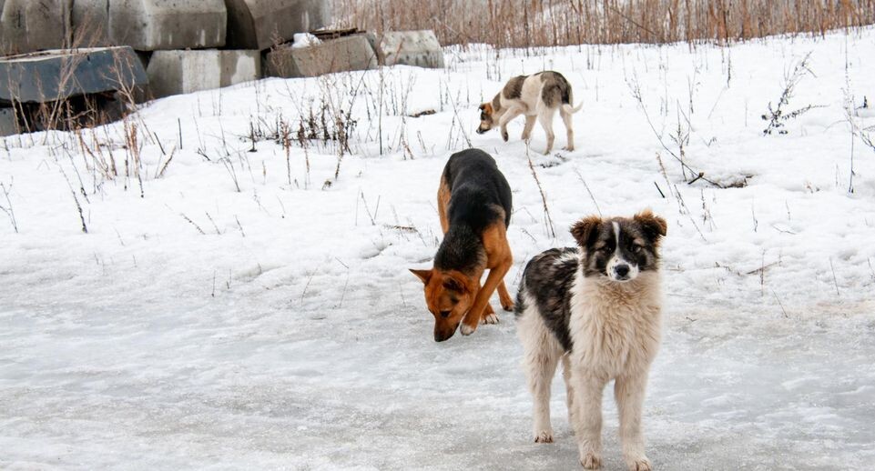    Svetlana Vozmilova/Global Look Press