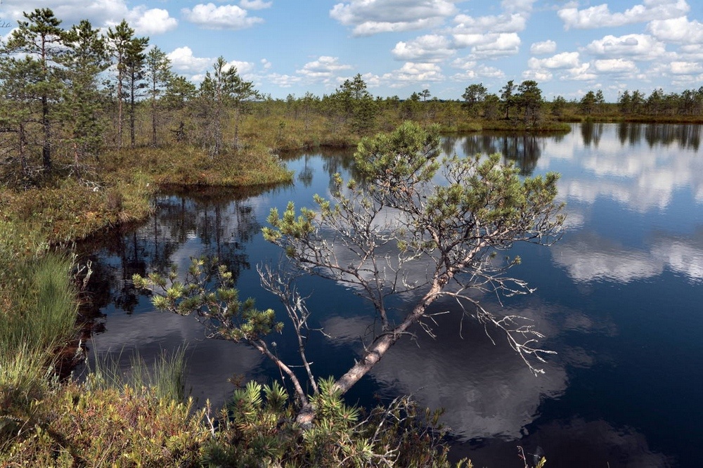 Сосна на болоте - из сети