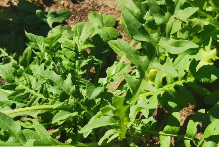    Опрыскивание рукколы аскорбиновой кислотой как способ повышения пользы листовой зелени для здоровья