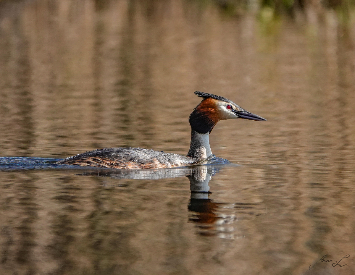 Чомга или большая поганка