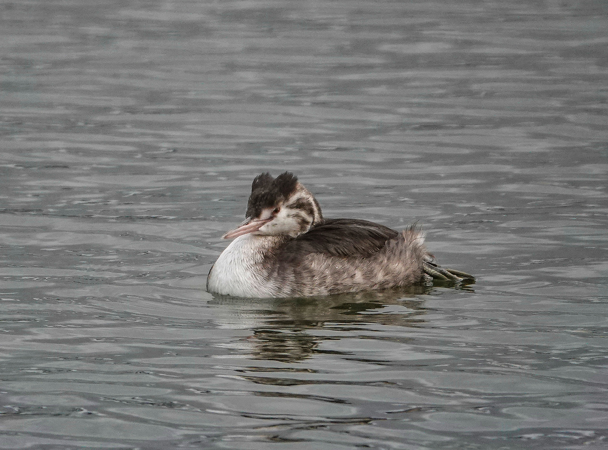 Молодая чомга без брачного оперения
