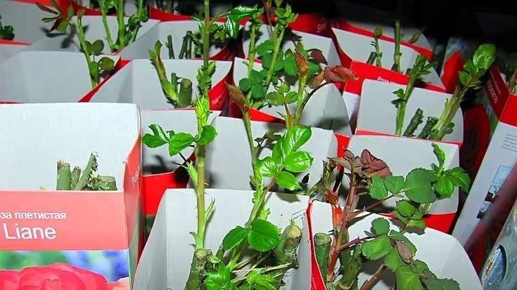 Фото с pinterest.com