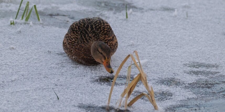    Алёна Бобрович