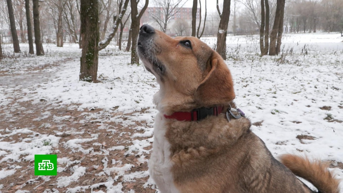    В Госдуме назвали ответственных за нападение бездомных собак на людей