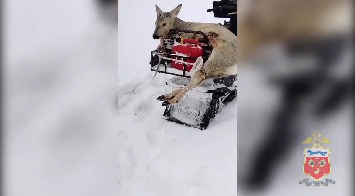    Сбил косулю на снегоходе: В Оренбургской области был задержан браконьер