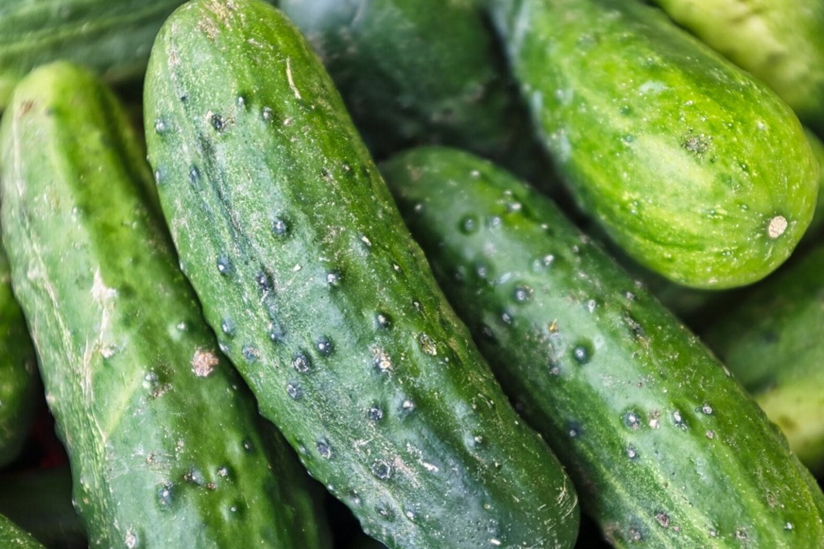     Что такое микориза и действительно ли она так полезна для огурцов, как говорят