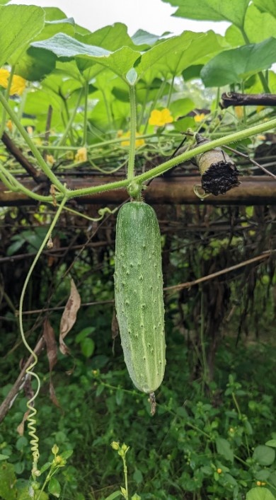    Дачникам напомнили, что огурцы требуют подвязкиФото: unsplash.com/@manmohan98