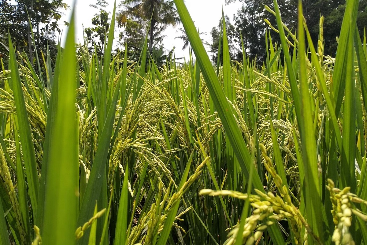     Растения используют кремний для защиты от вредителей и засух