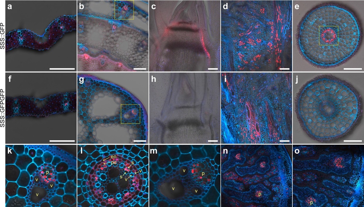    Тканевая локализация белка SSS, регулирующего накопление кремния.Nature Communications (2024). DOI: 10.1038/s41467-024-55322-7