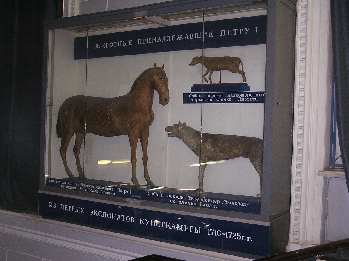 Животные, принадлежавшие Петру I. Источник фото: commons.wikimedia.org. Автор: Andrey Butko
