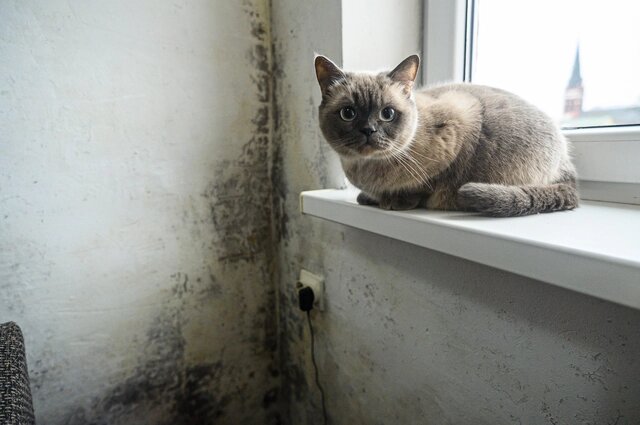    Фото: «АиФ-Калининград»/ Александр Мелехов