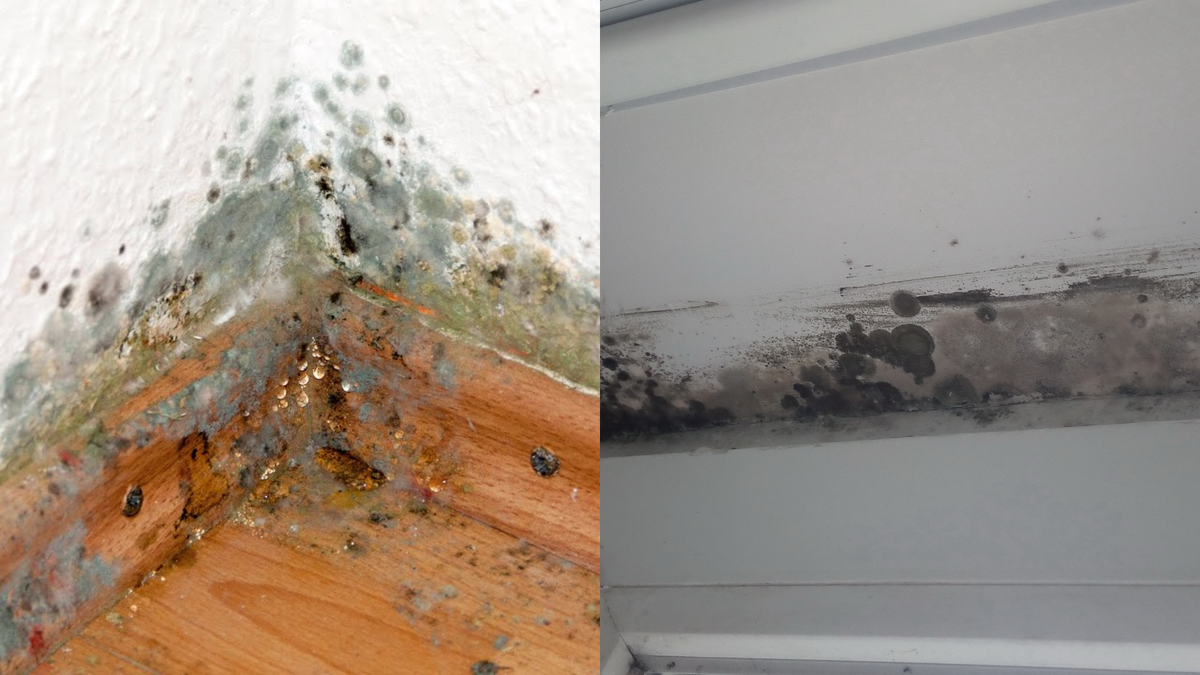 плесень везде