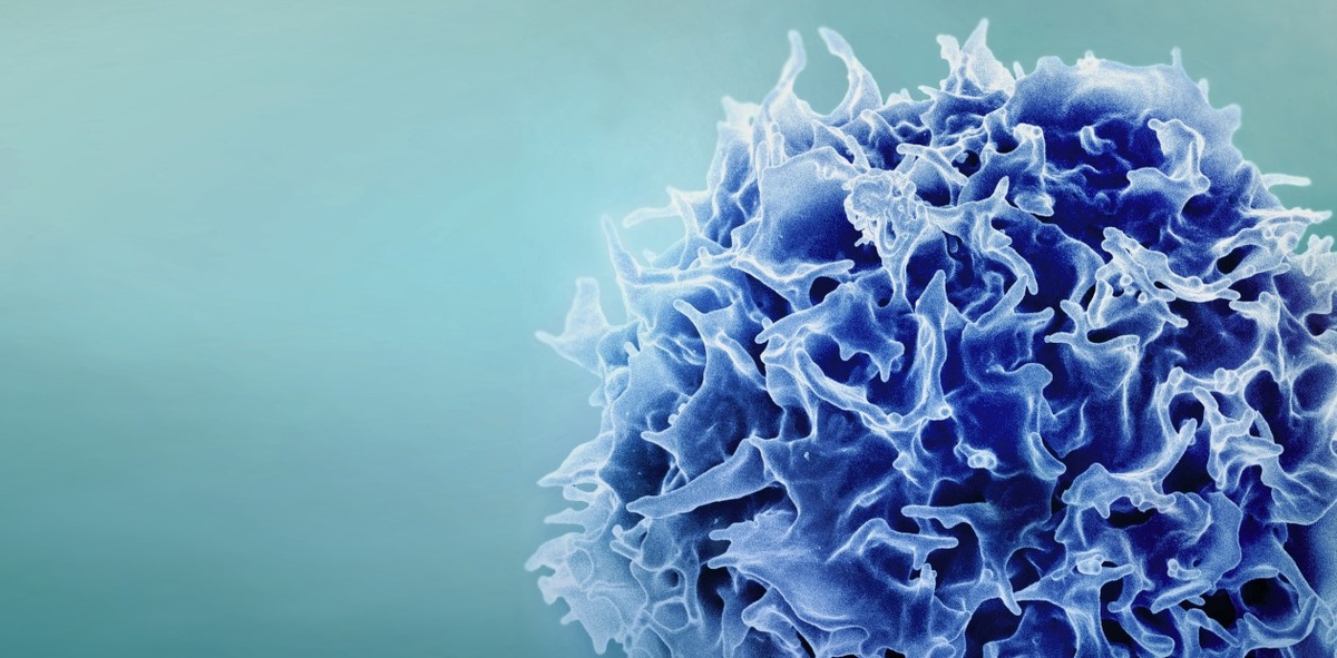 Т-лимфоцит Сканирующая электронная микроскопия