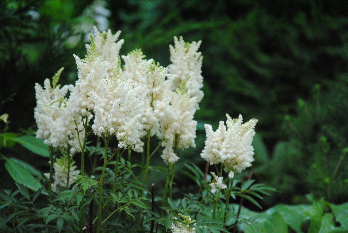 Астильба в саду автора