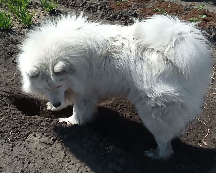 Чемпион по копке