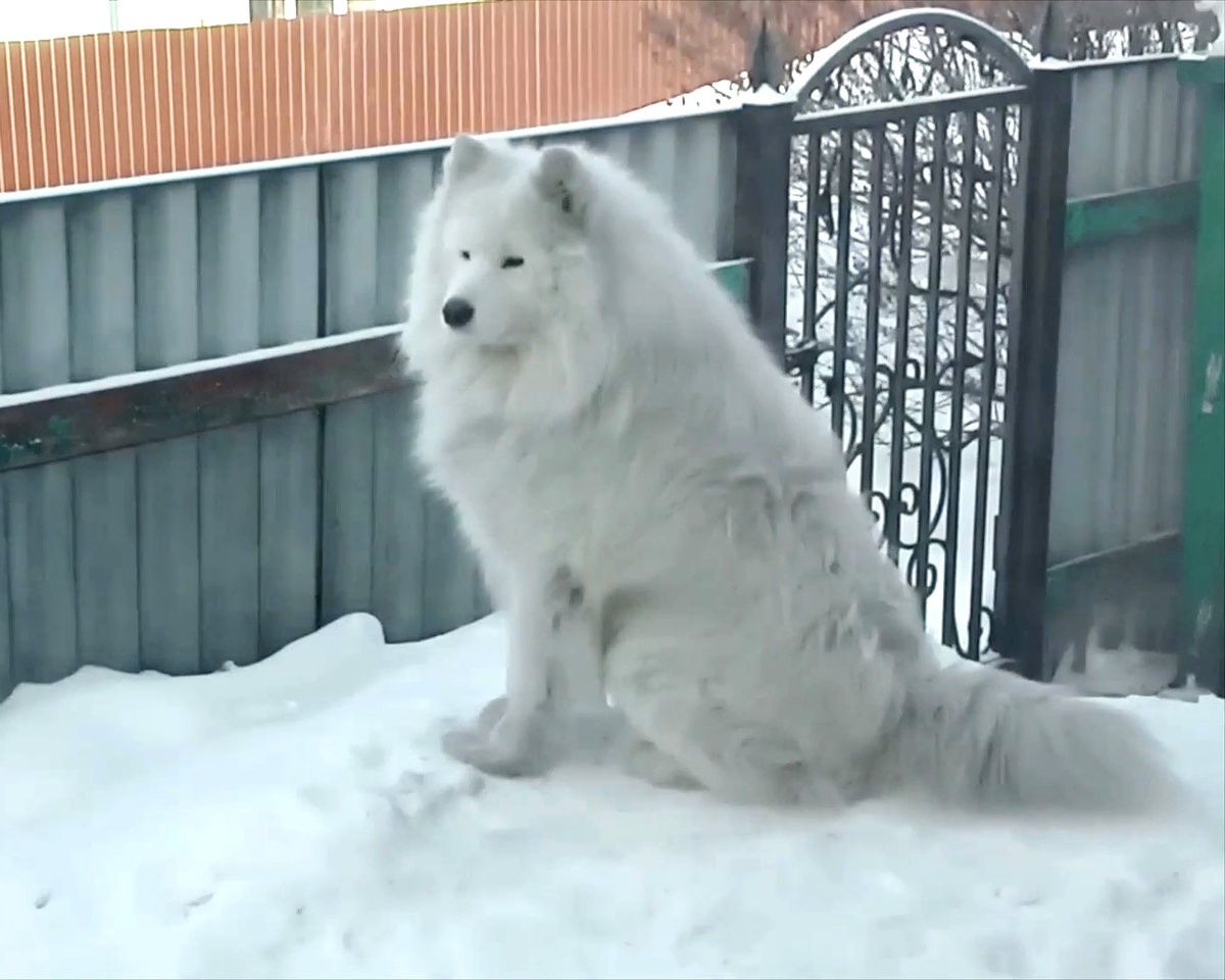 Умка на посту