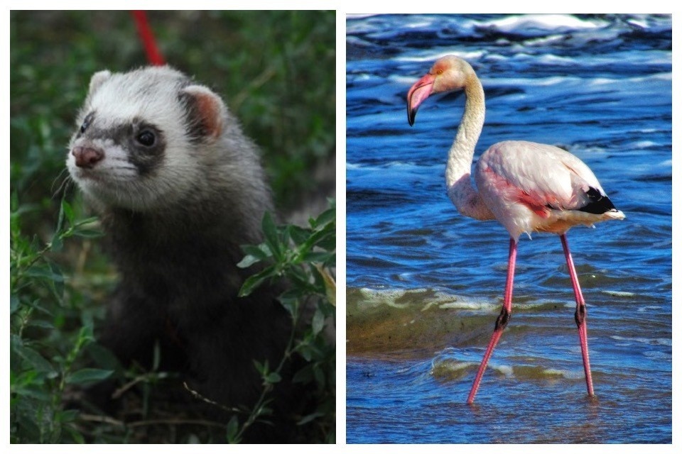    Некоторые животные, птицы и растения оказались под угрозой вымирания из-за изменения климата. Фото: Фото: Сергей Леденков/ФГБУ «Заповедный Крым»/VK Евгения ГУСЕВА