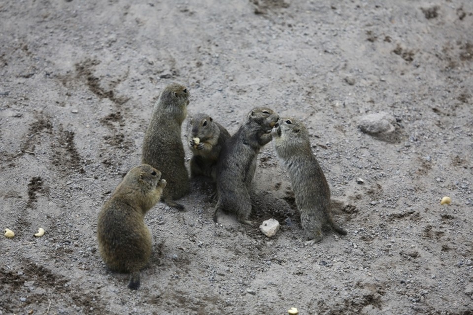    Суслик степной Оксана ЗУЙКО