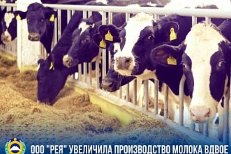    В Карачаево-Черкесии молочный комплекс «Рея» вносит вклад в укрепление продбезопасности